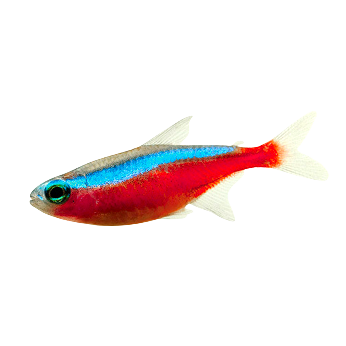 Cardinal Tetra Aura Aquarium