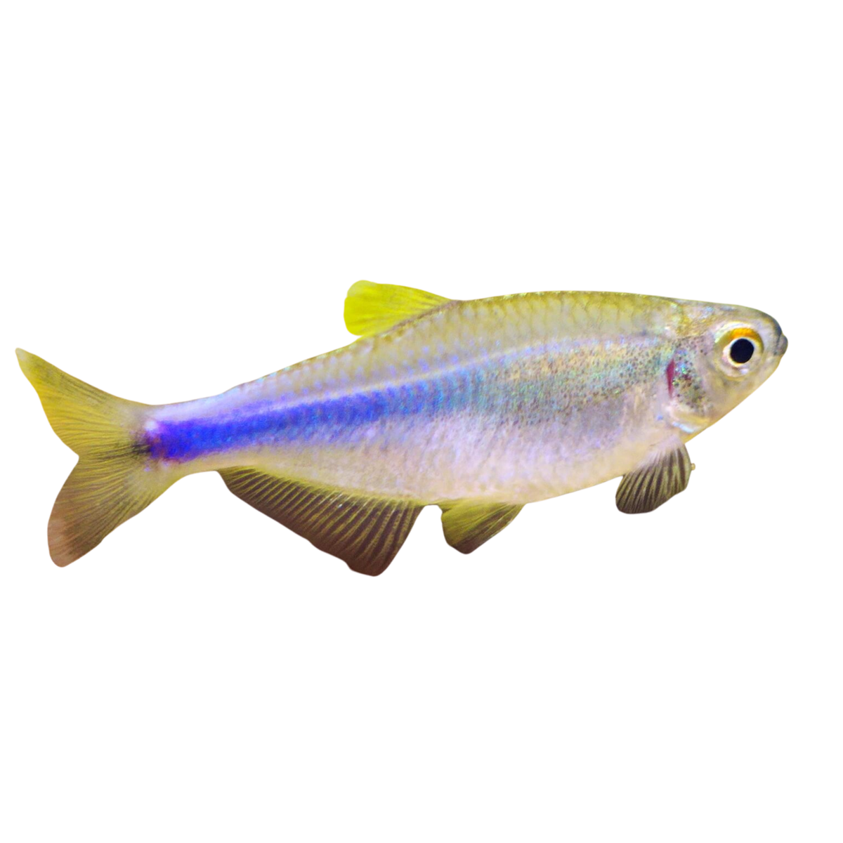 King fashion tetra fish