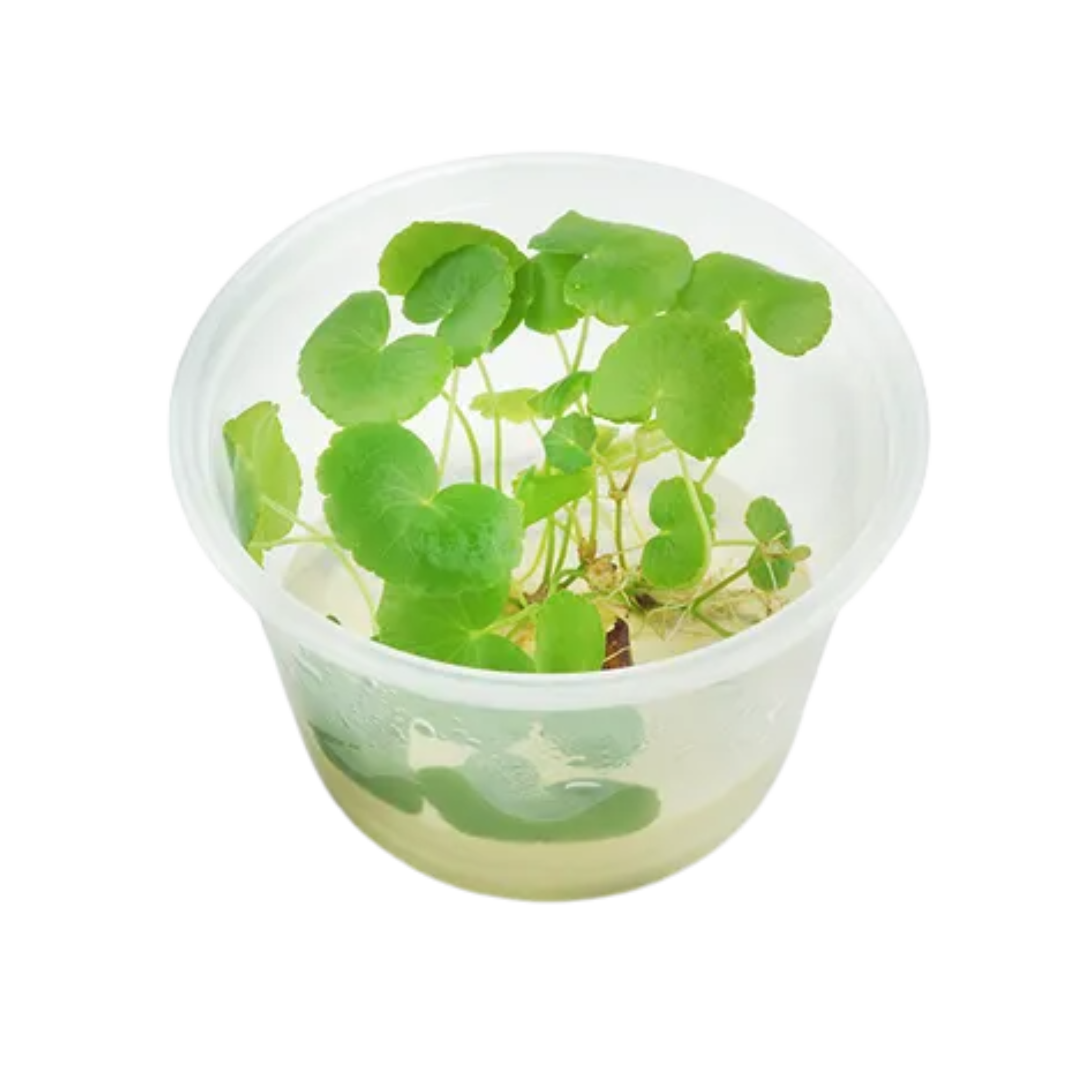 Hydrocotyle leucocephala Tissue Culture