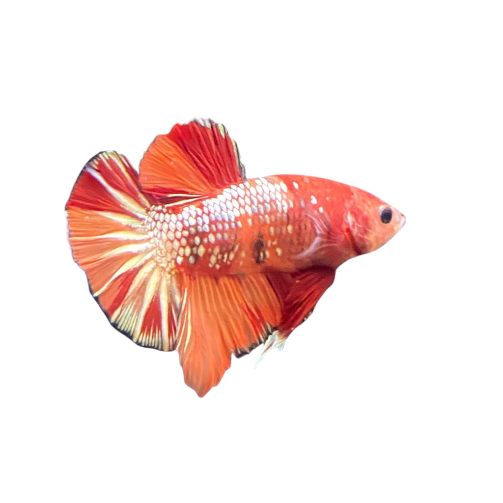 Fancy Copper Betta 3 – Aura Aquarium