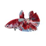 Load image into Gallery viewer, KOI BETTA - ROSEY RED COLOUR
