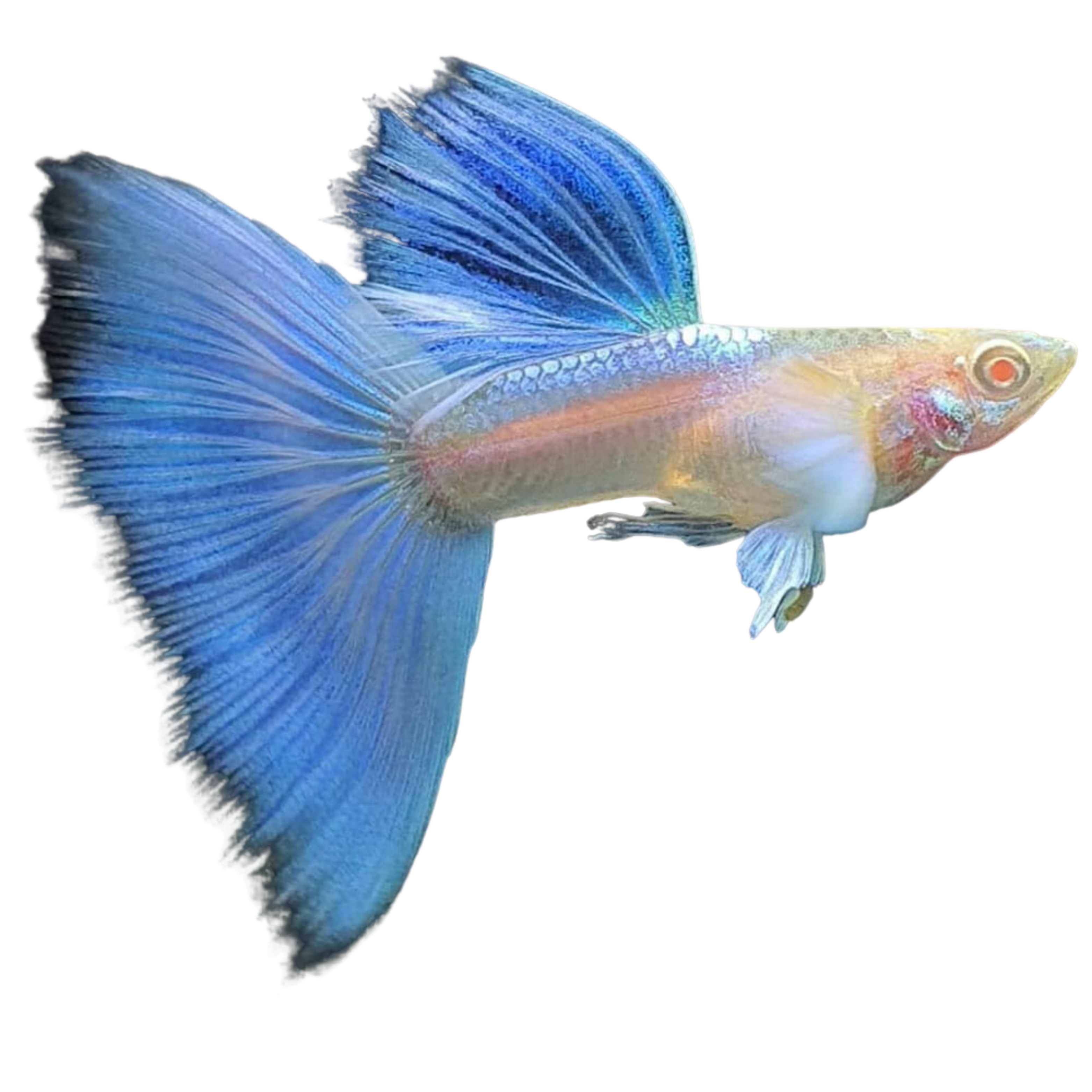 Albino Blue Flame Guppy