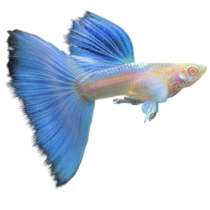 Albino Blue Flame Guppy