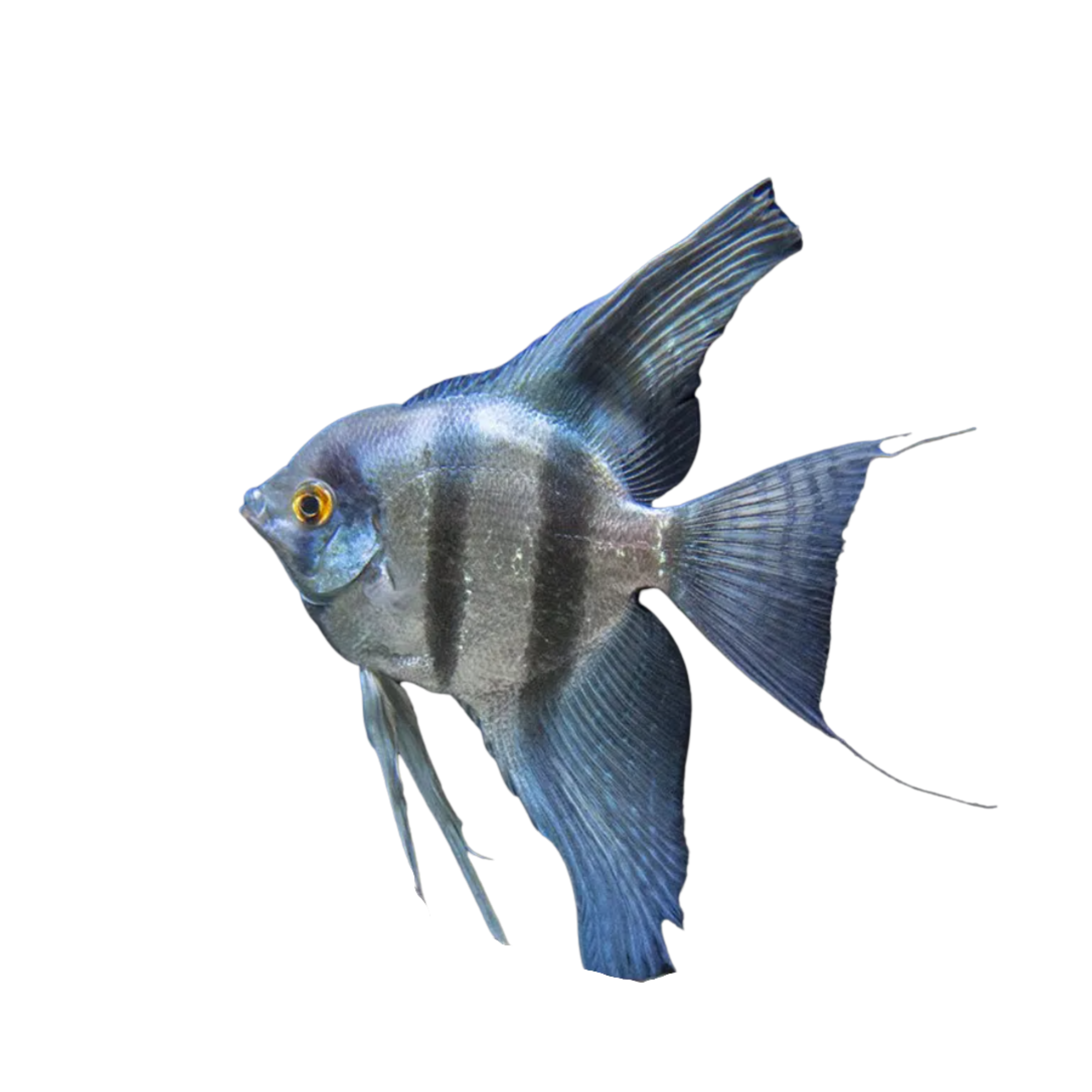 Pinoy Angelfish