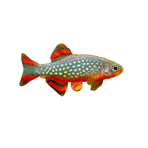 Celestial Pearl Danio