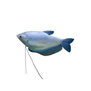 Moonlight Gourami