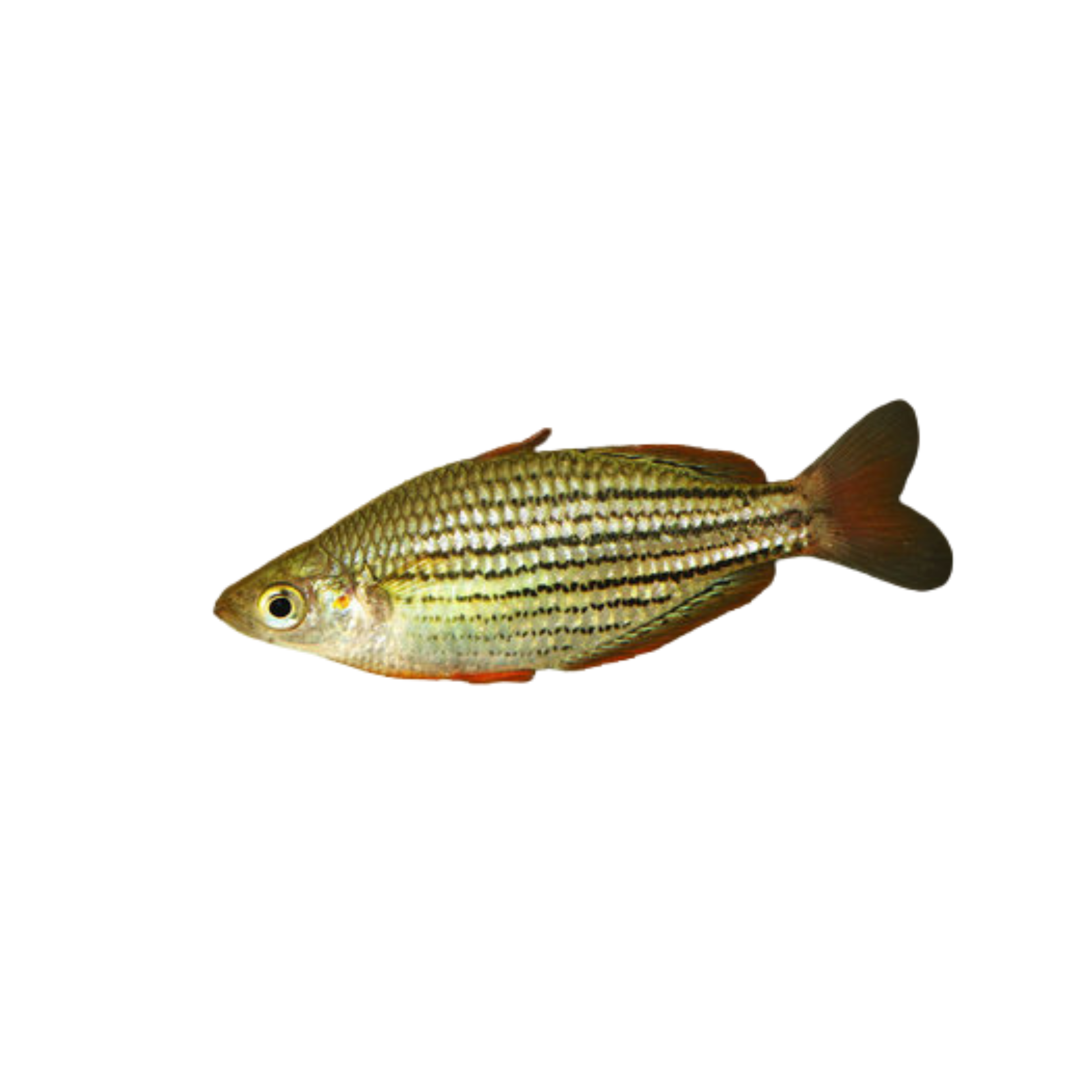 Skull Creek Rainbowfish