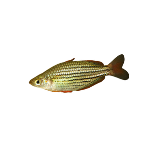 Skull Creek Rainbowfish