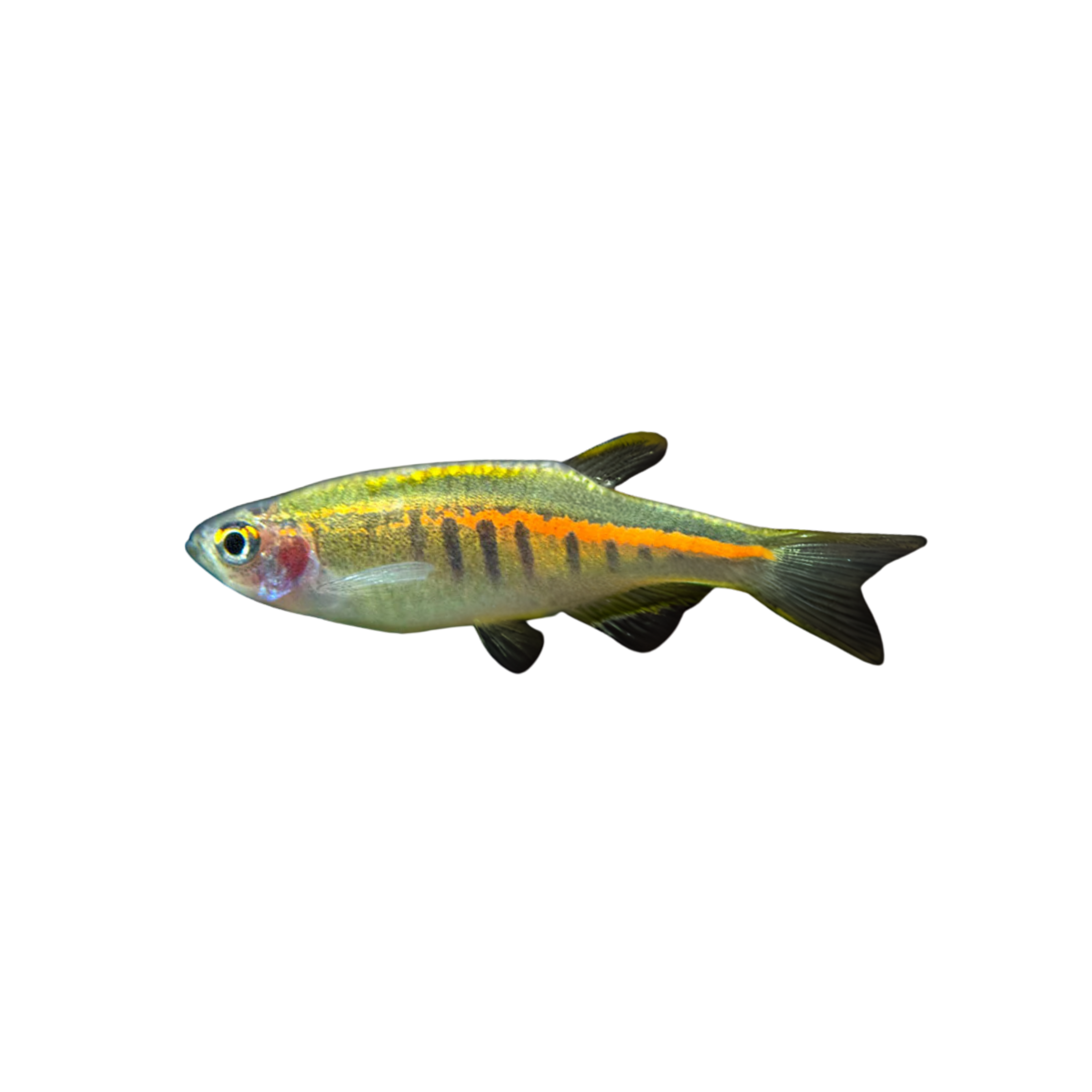 Choprae Glowlight Danio