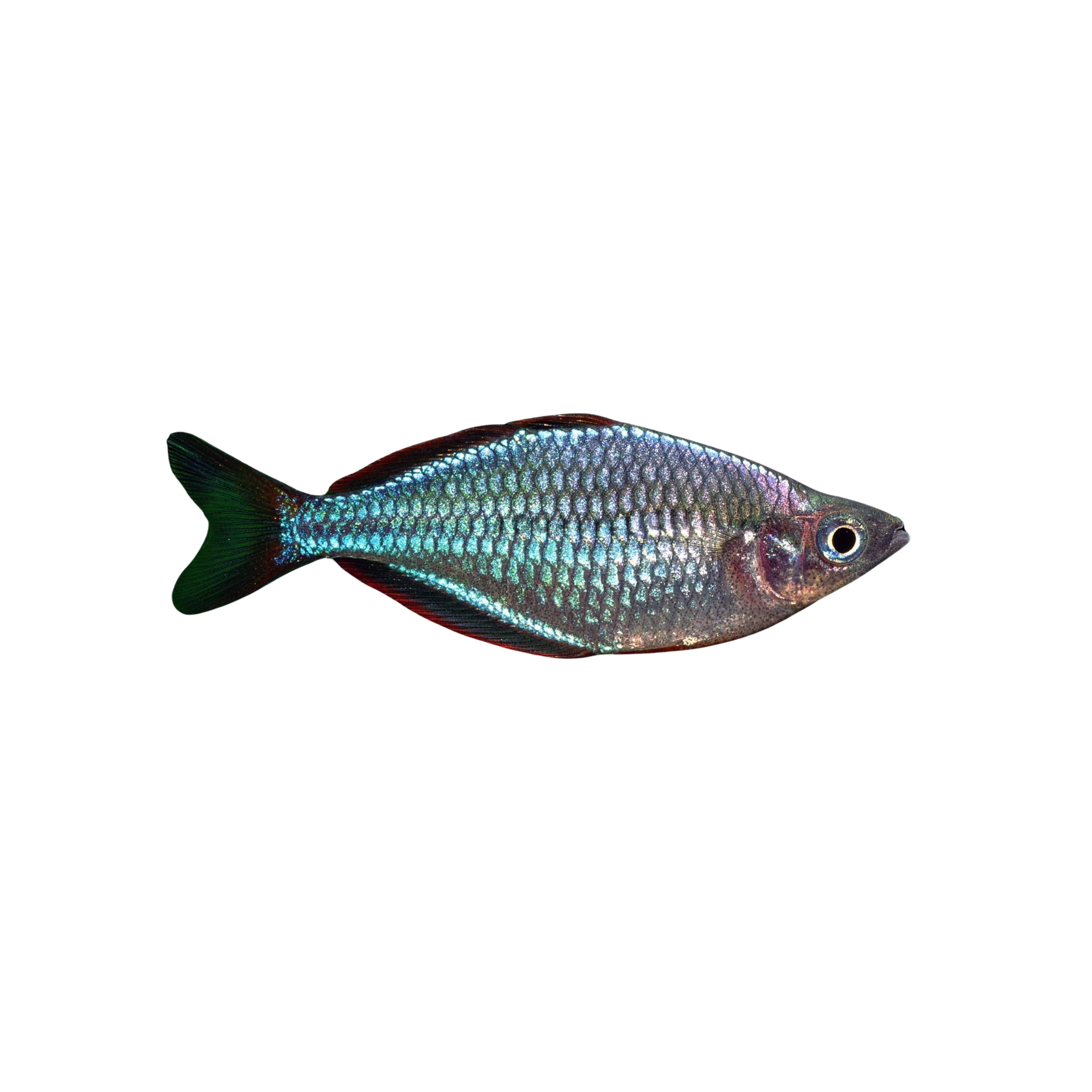 Praecox Rainbowfish