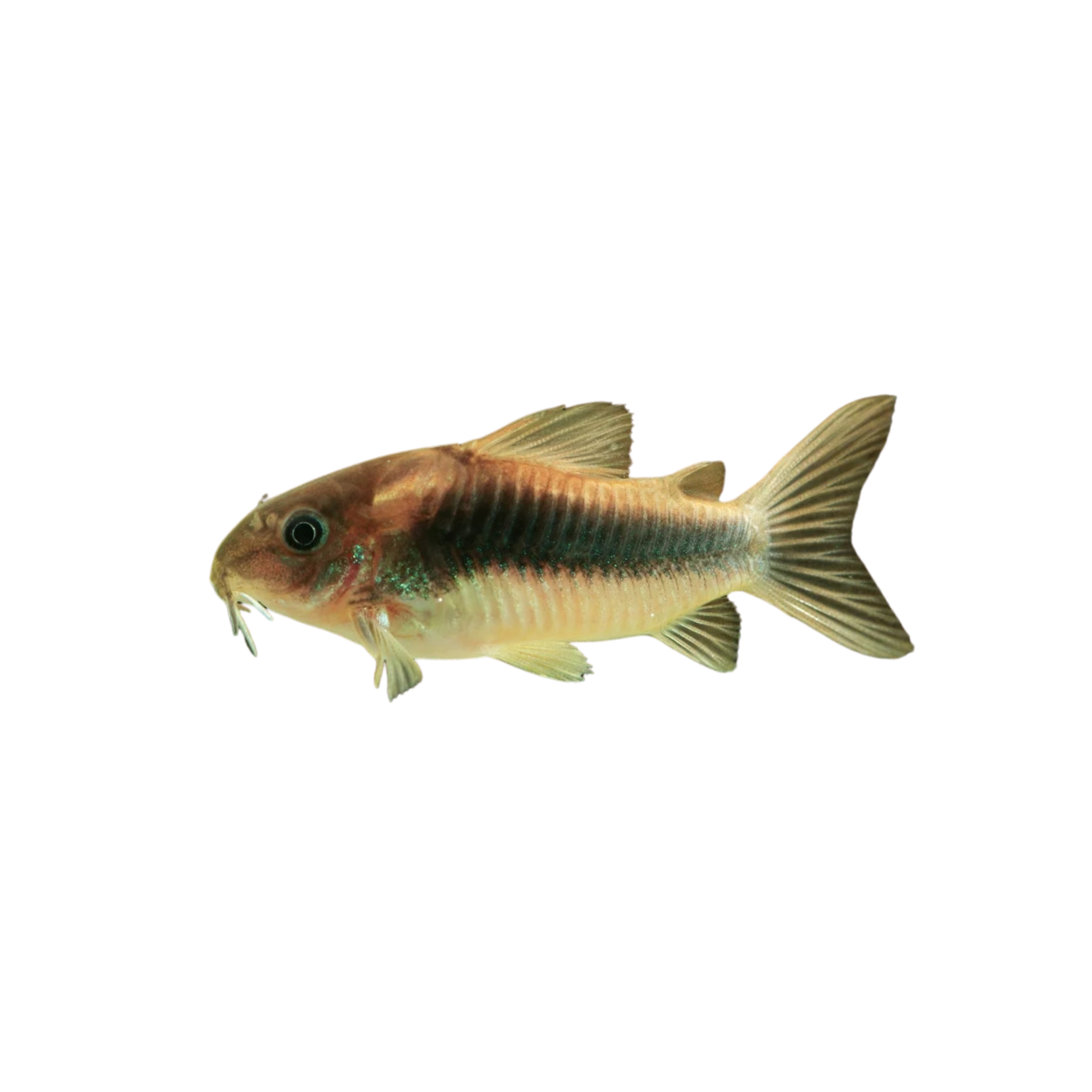 Bronze Corydora