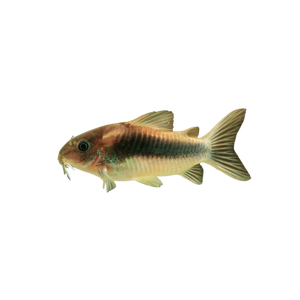 Bronze Corydora