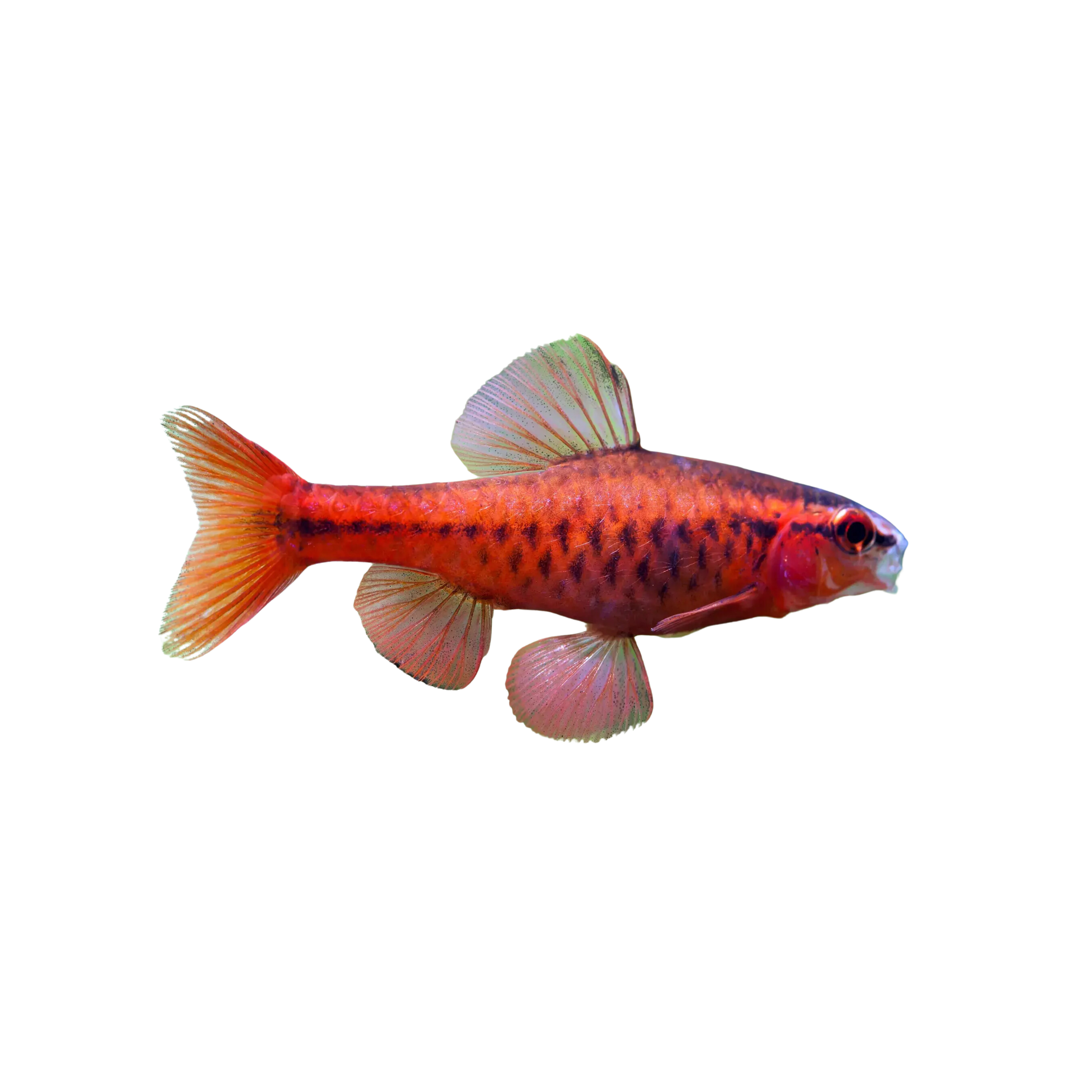 Cherry Barb