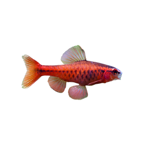 Cherry Barb