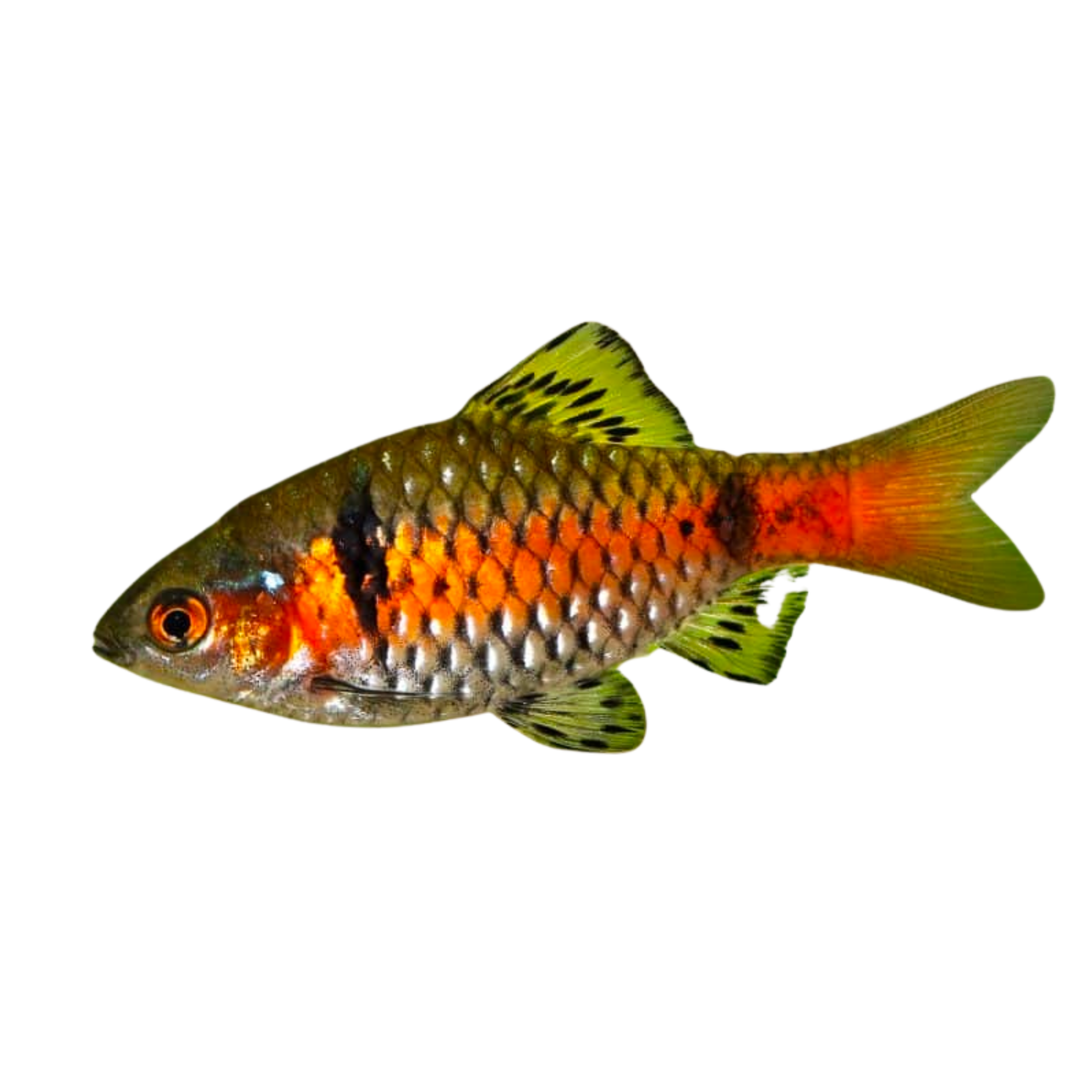 Odessa Barb