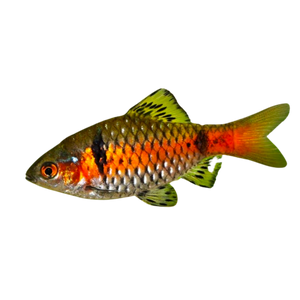 Odessa Barb