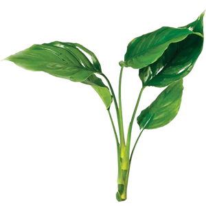 Chinese Evergreen