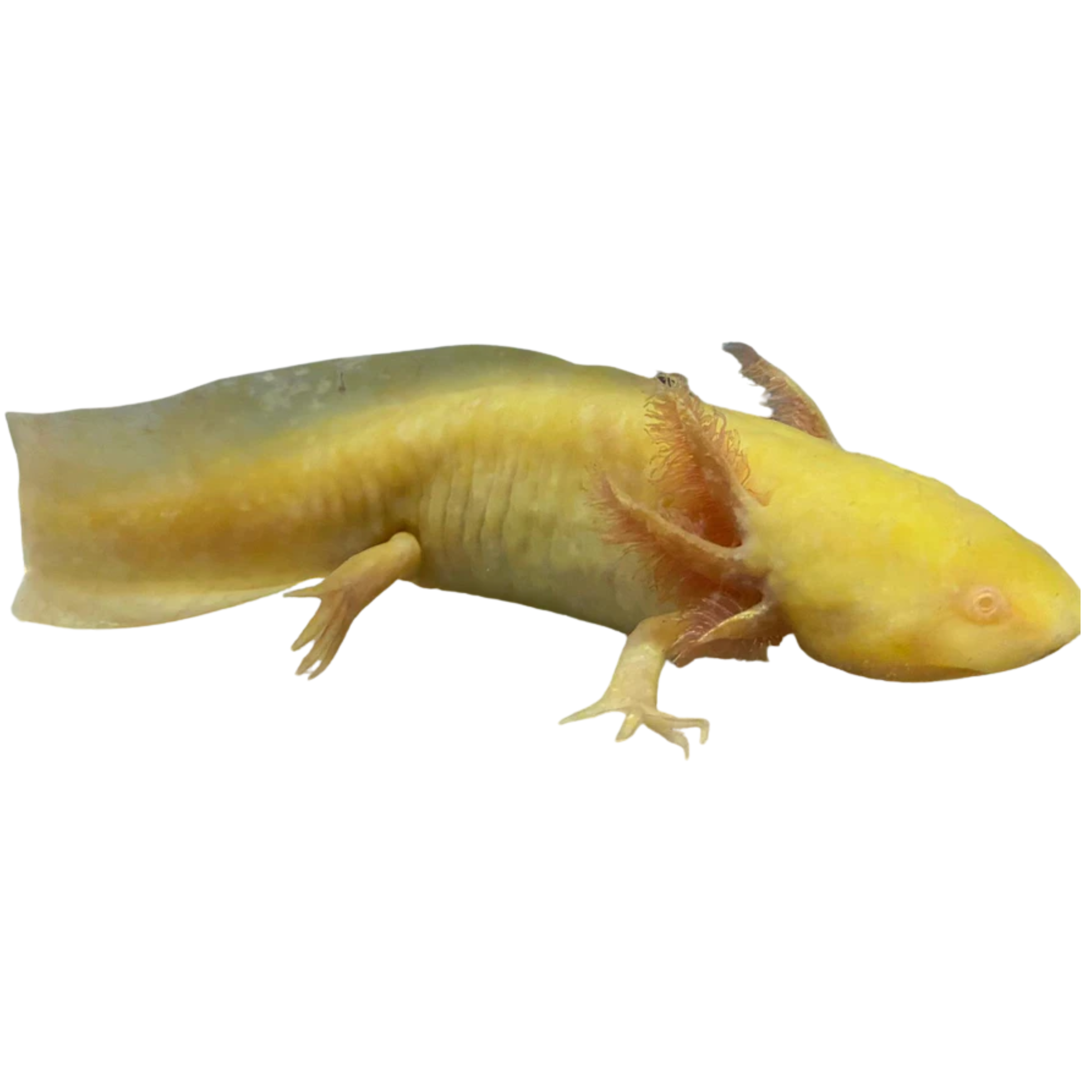 Albino Axolotl 10cm