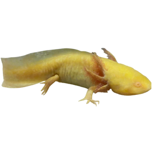 Albino Axolotl 10cm