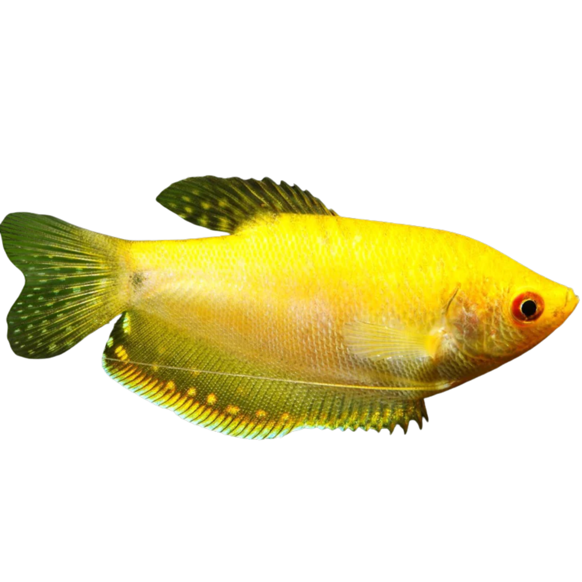 Gold Gourami – Aura Aquarium