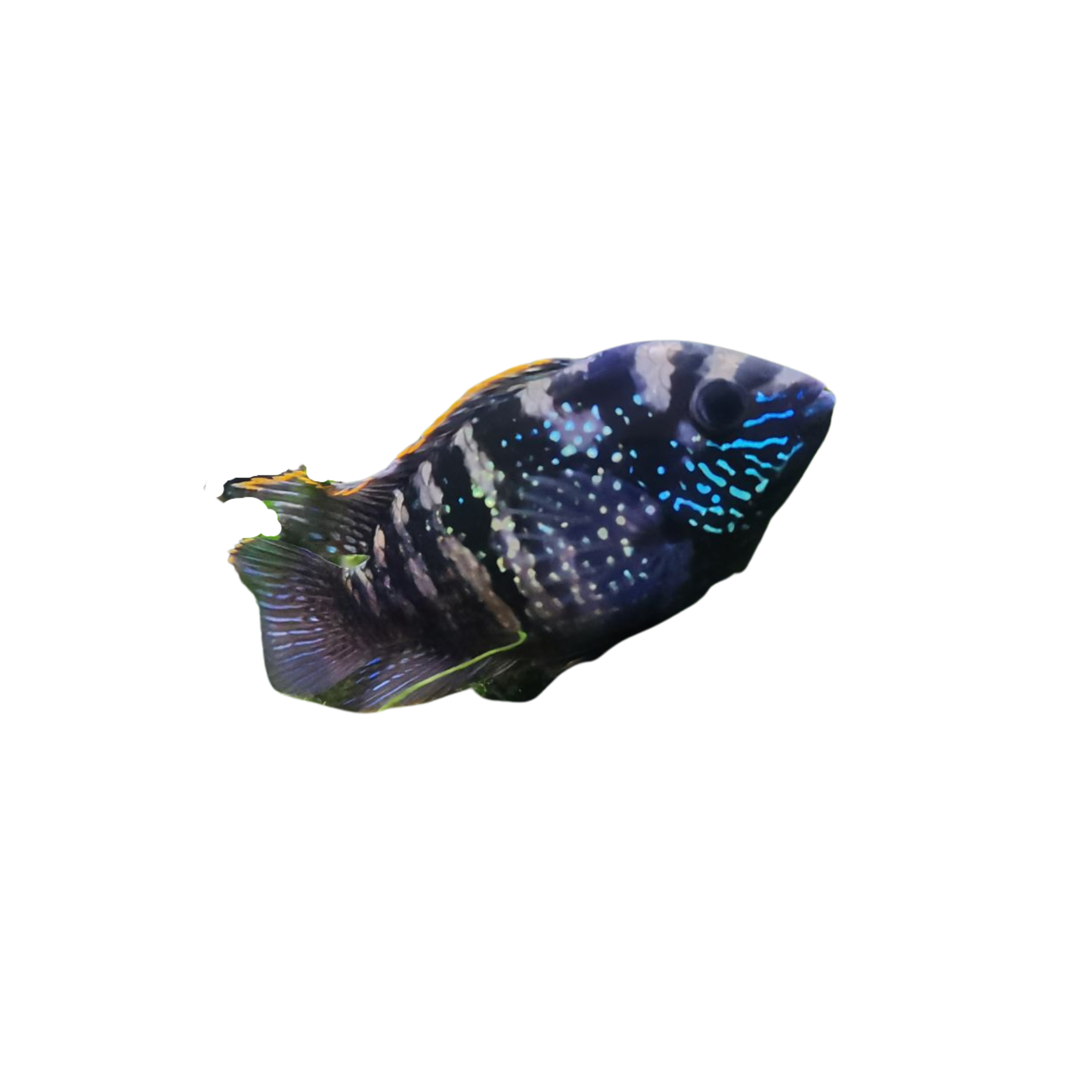 Blue Acara