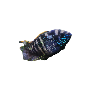 Blue Acara