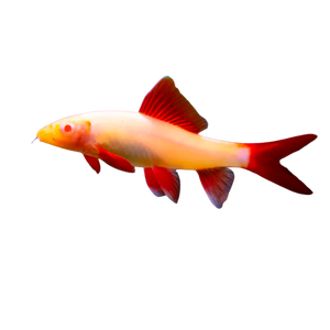 Albino Red Tail Rainbow Shark