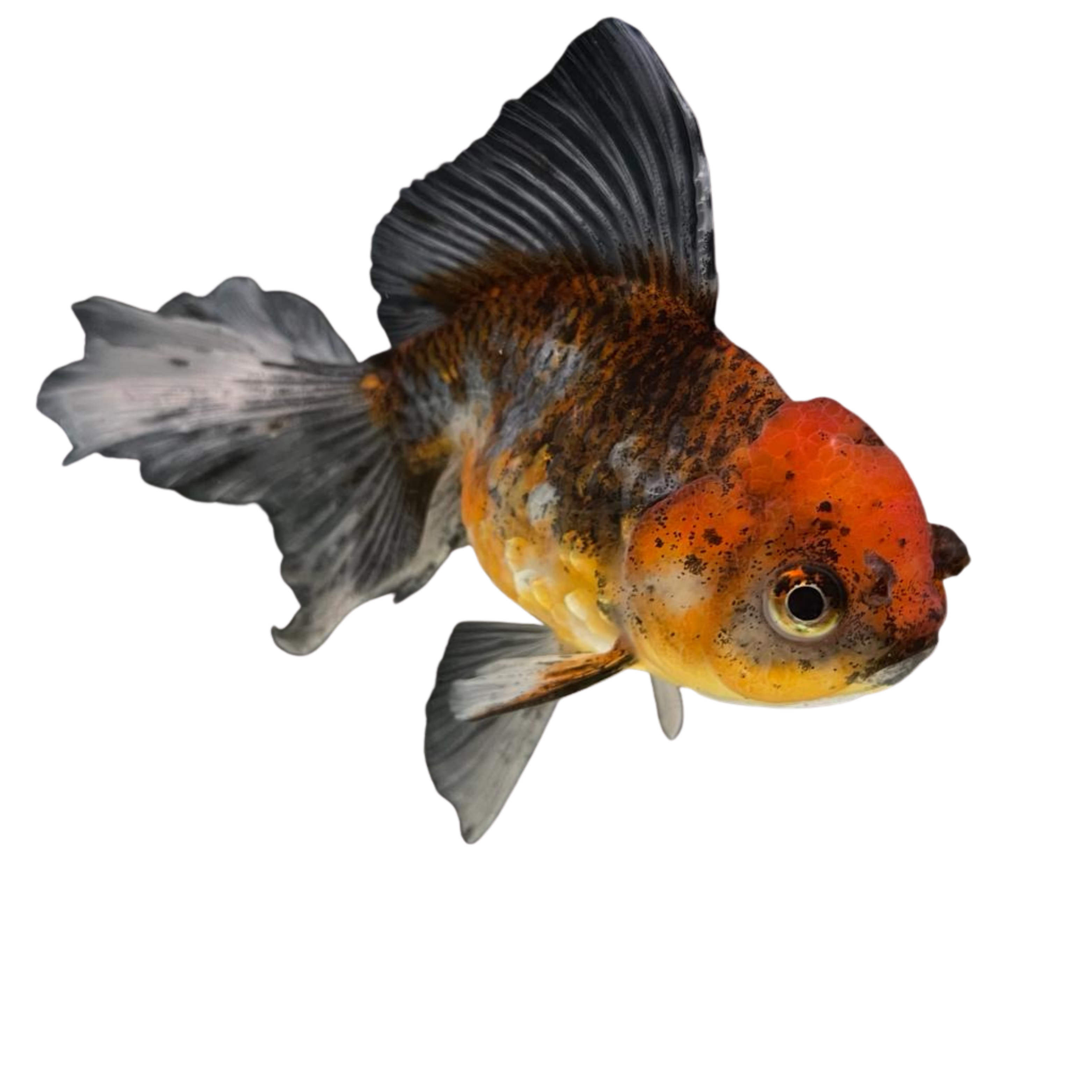 Tiger goldfish sale