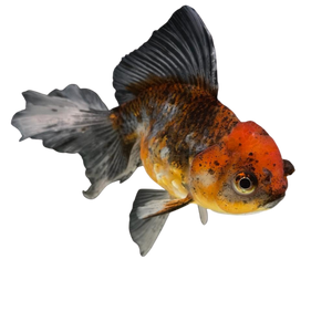 Tiger Goldfish