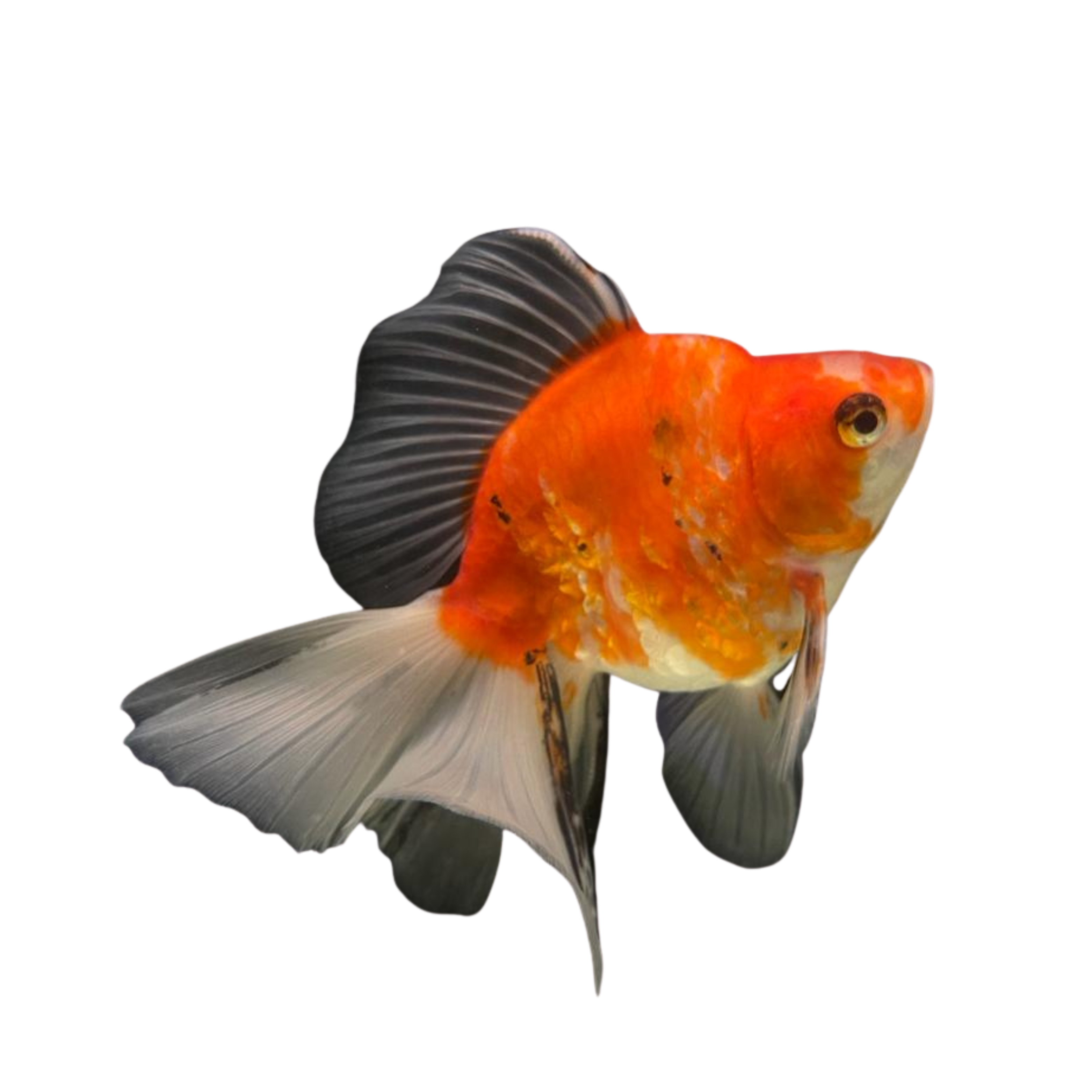 Ryukin Sakura High body Goldfish