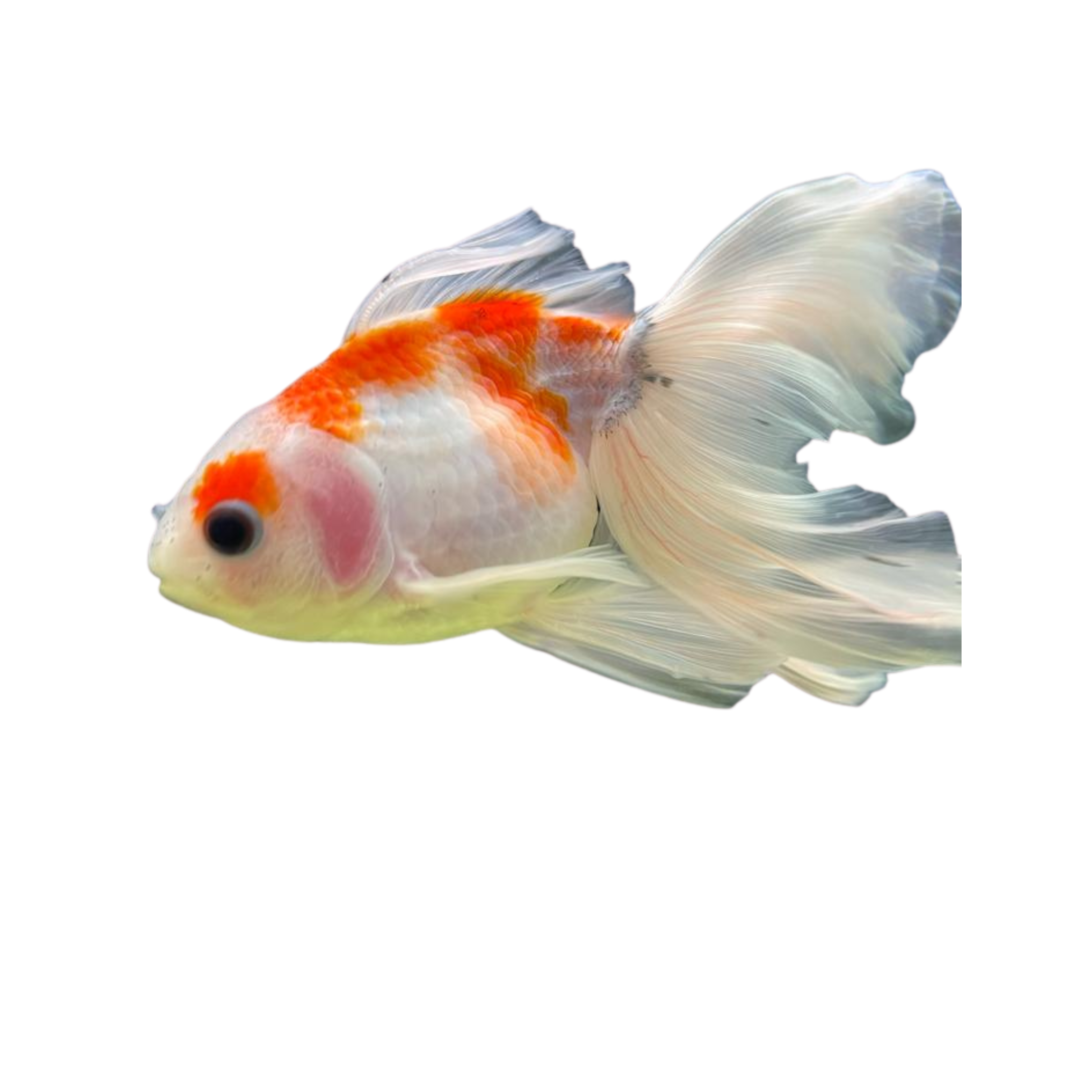 Sakura Goldfish