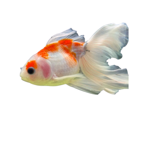 Sakura Goldfish