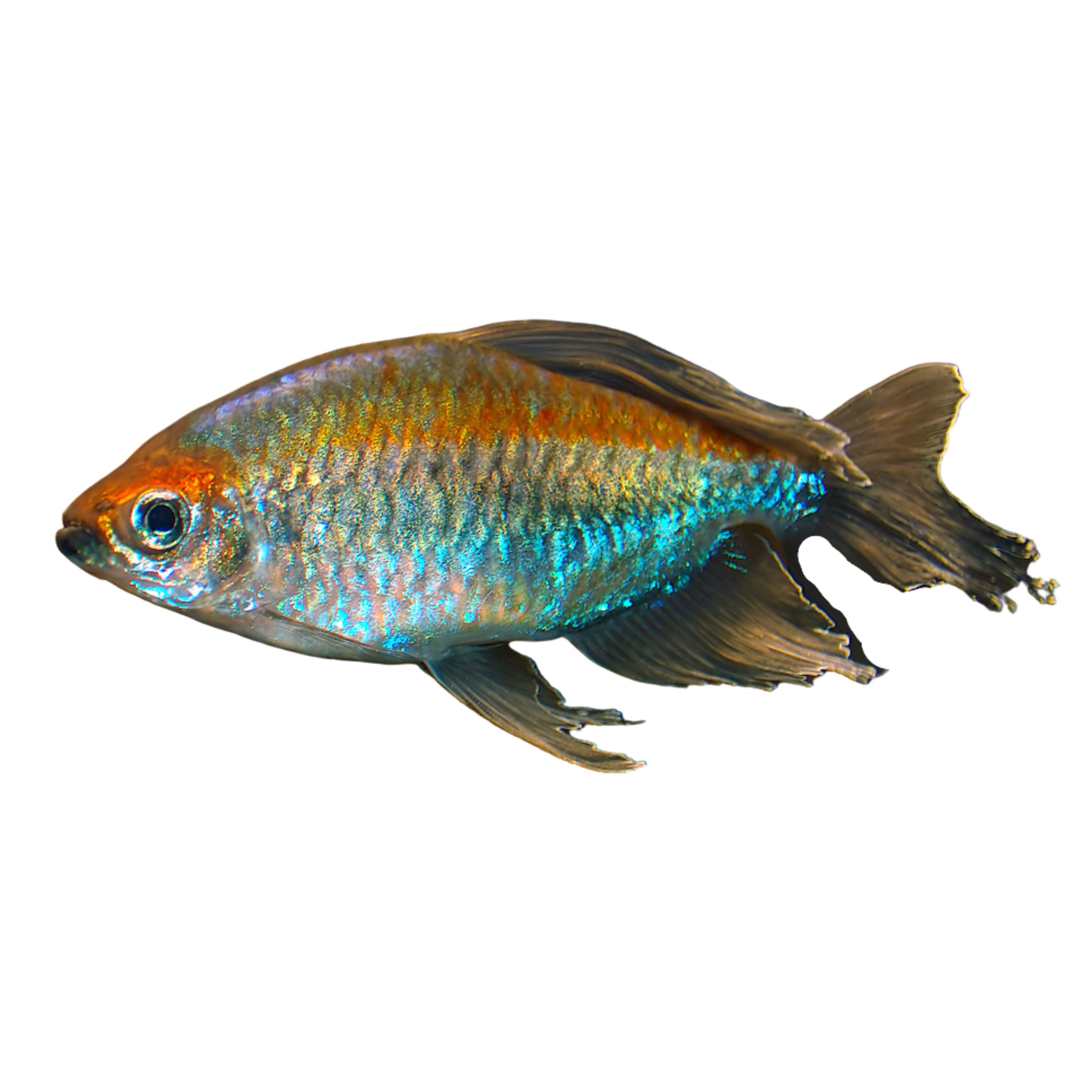 Congo Tetra