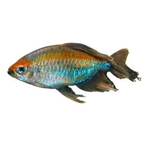 Congo Tetra