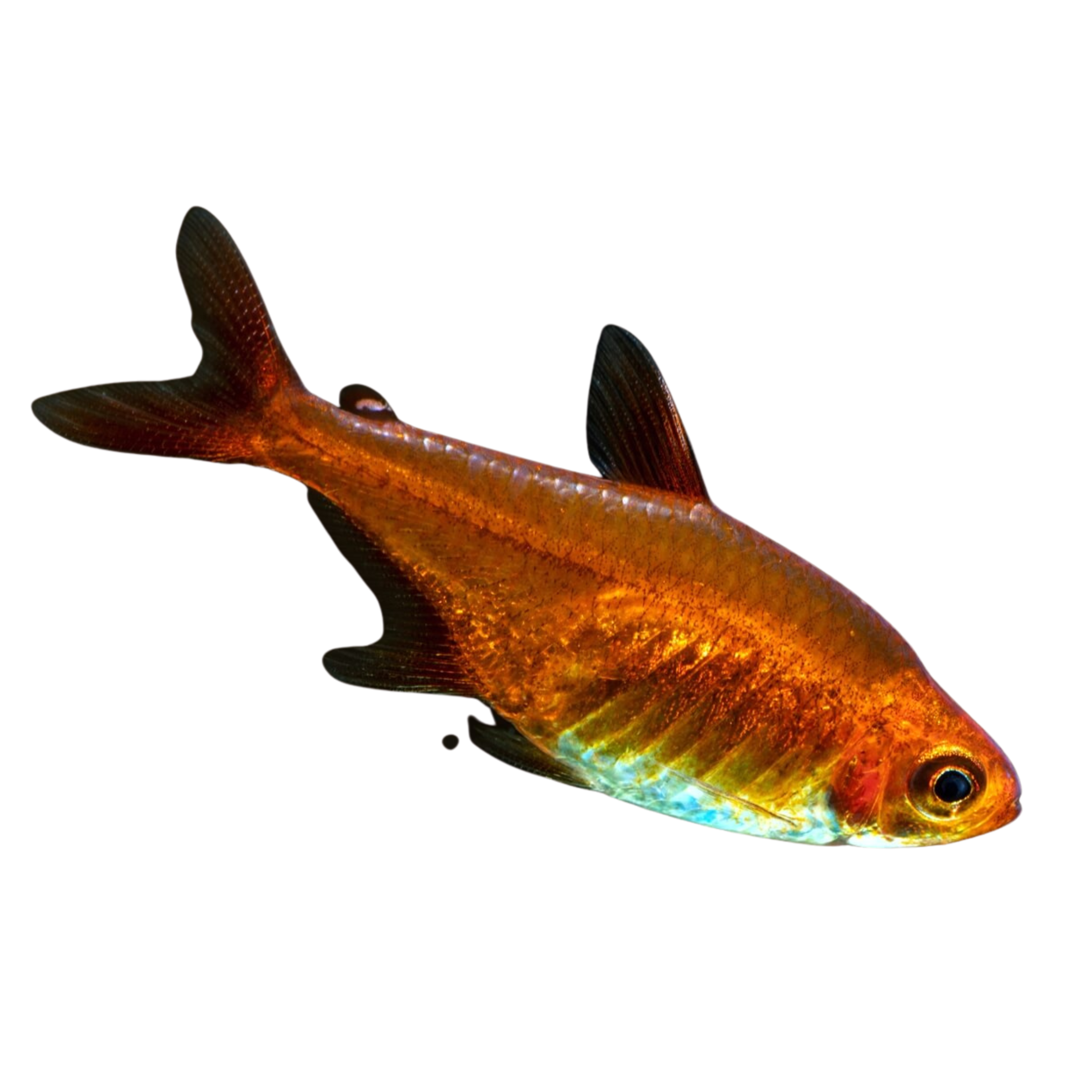 Ember Tetra