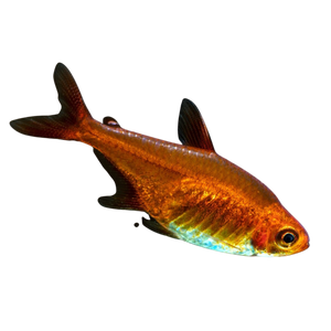 Ember Tetra