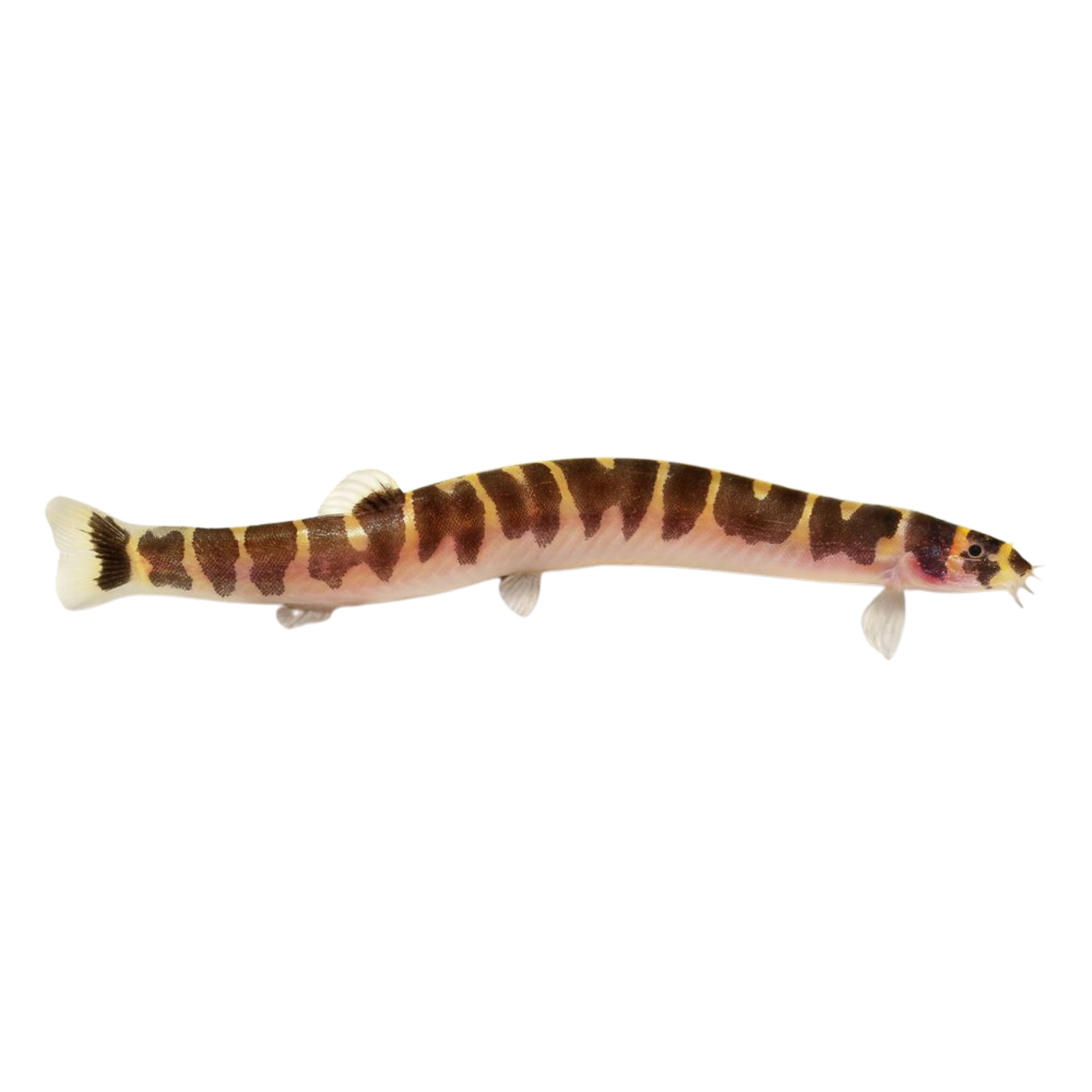 Kuhli Loach