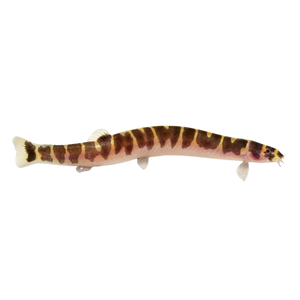 Kuhli Loach