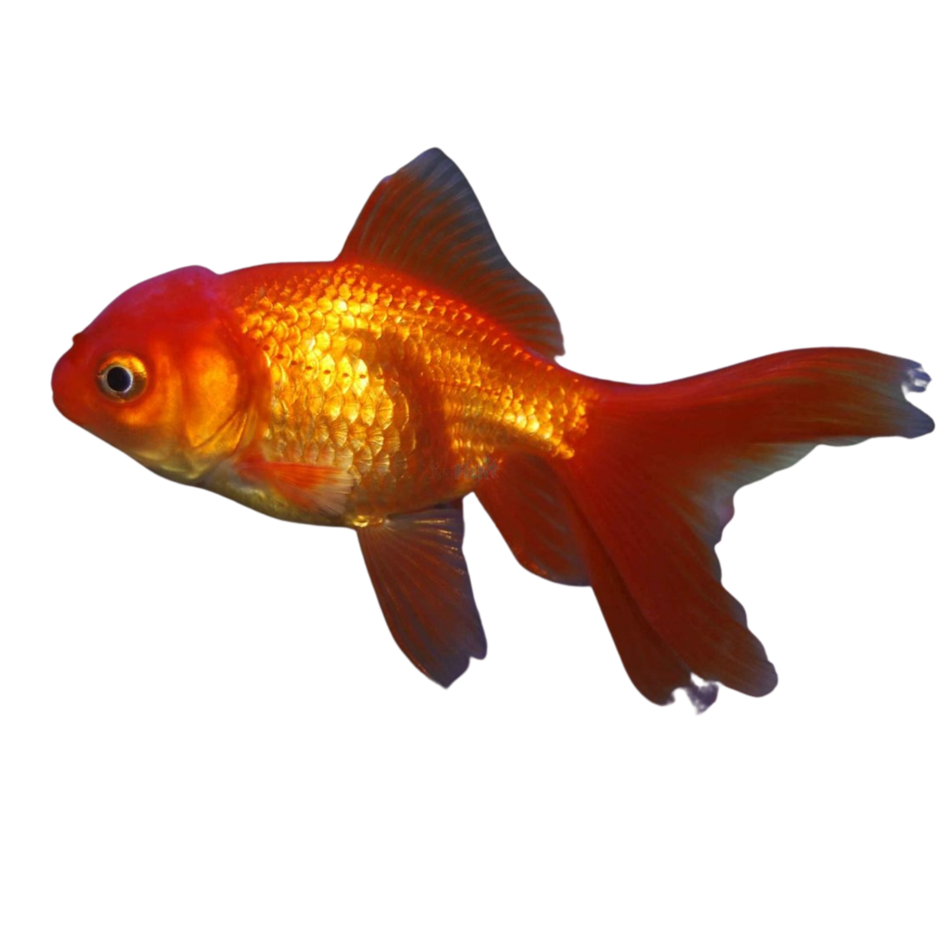 Orange Oranda