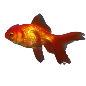 Orange Oranda