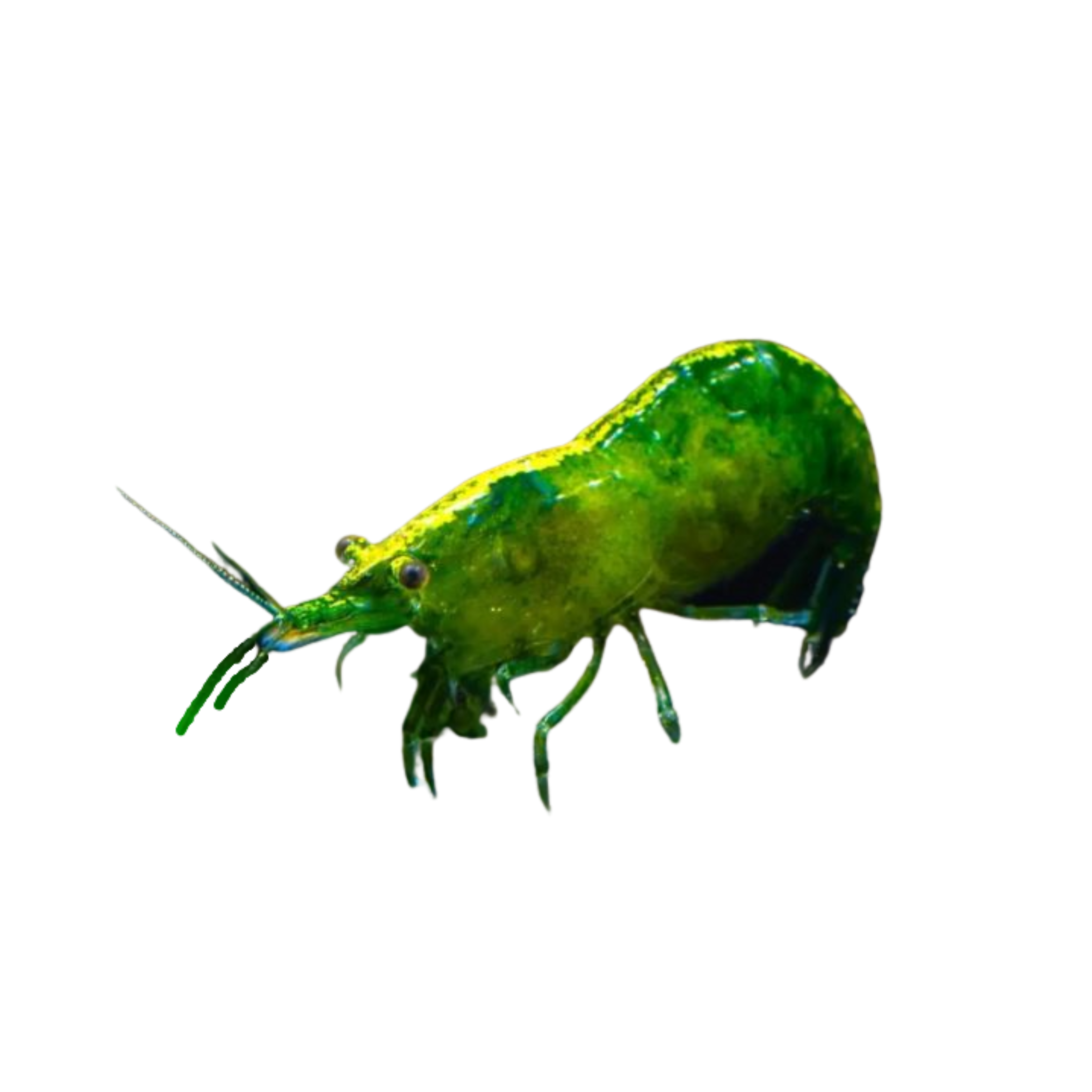 Green Jade Shrimp