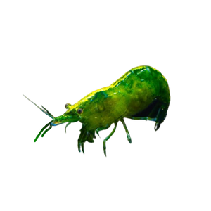 Green Jade Shrimp