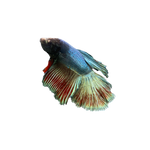 Load image into Gallery viewer, Blue Teal Red Halfmoon Betta
