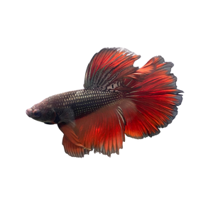 Red Dragon Scale Halfmoon Betta