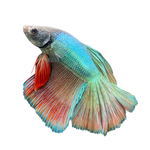 Load image into Gallery viewer, Blue Teal Red Halfmoon Betta
