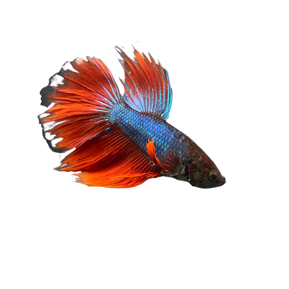 Blue Red Halfmoon Betta