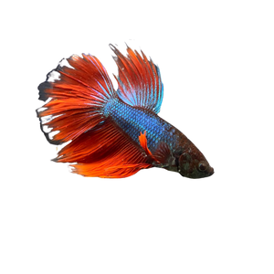 Blue Red Halfmoon Betta