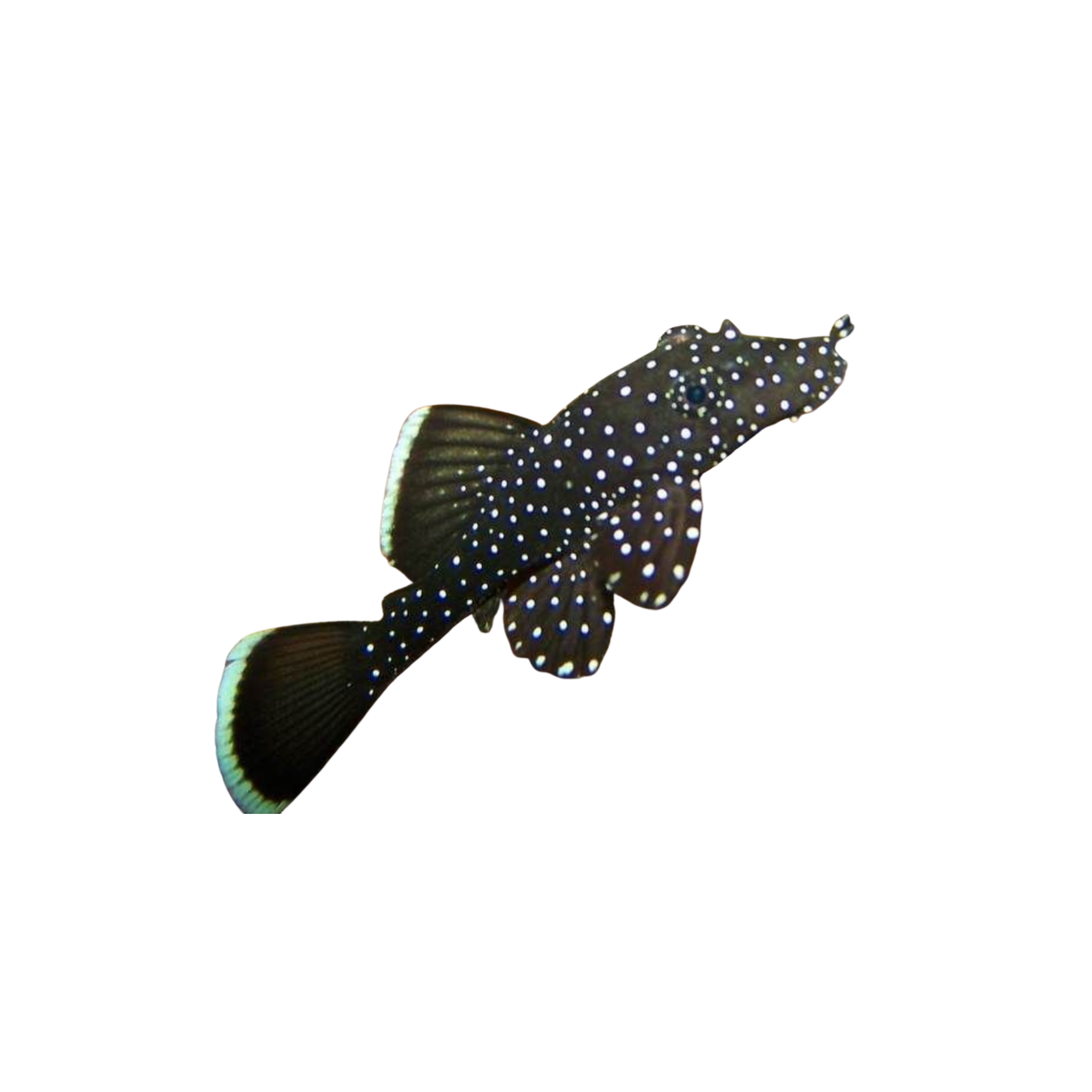 Peppermint Pleco