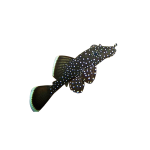 Peppermint Pleco