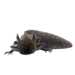 Black Axolotl 15cm